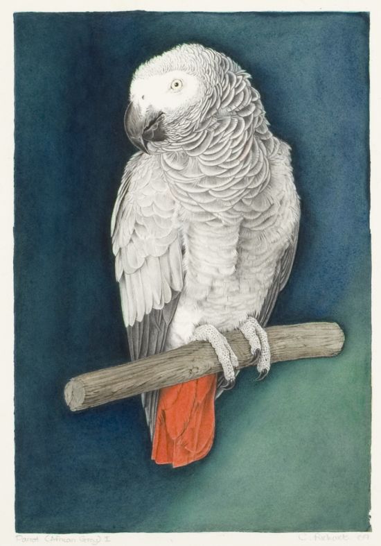 Click the image for a view of: Colin Richards. Parrot (African Grey) I. Triptych middle panel (detail). 2009. Watercolour. Image 319X219mm